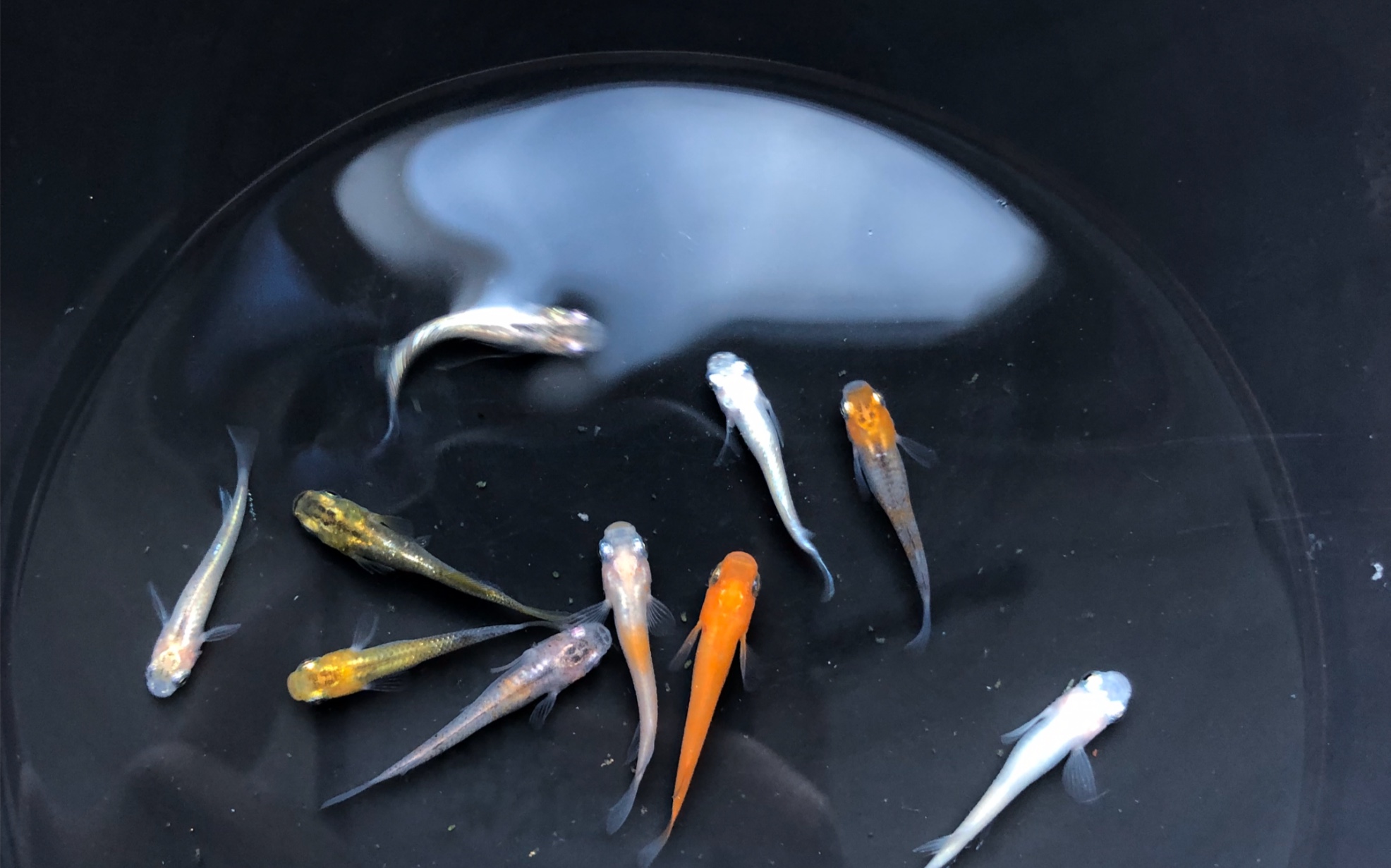 观背青鳉的小鱼池