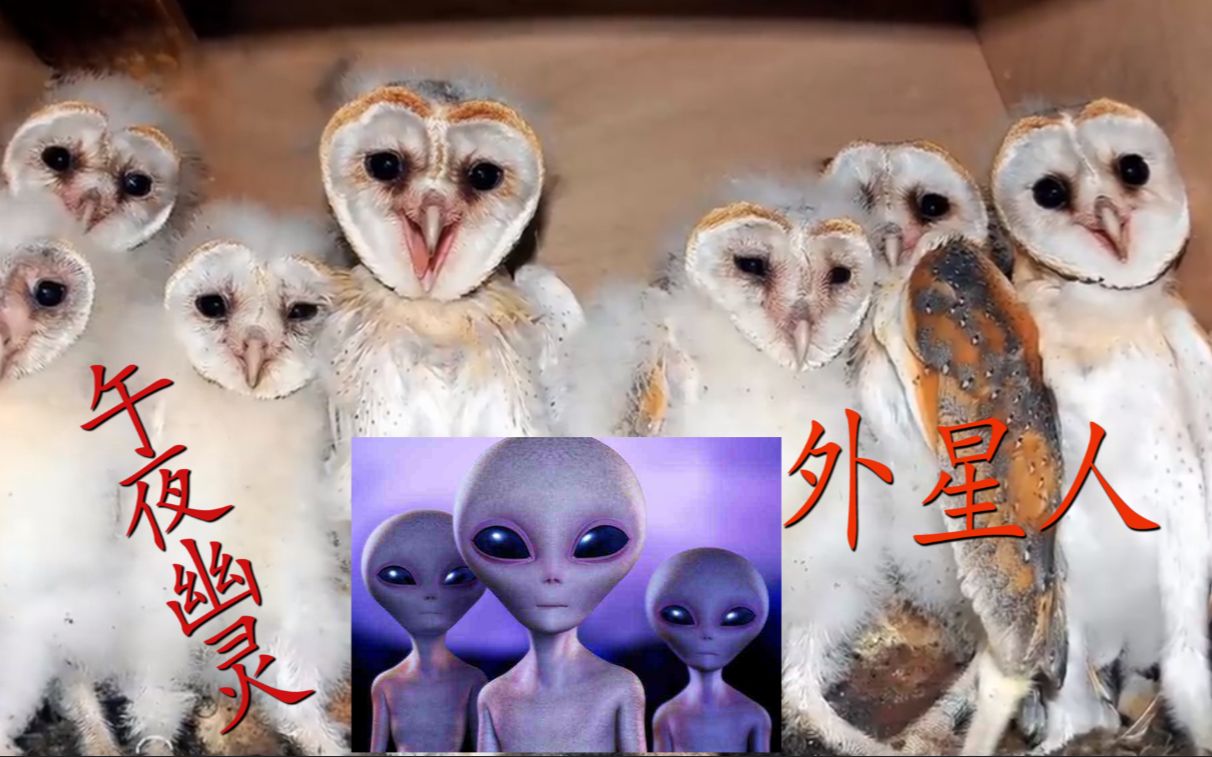 [图]外形酷似外星人的神奇生物！(一) 被人类称为午夜幽灵