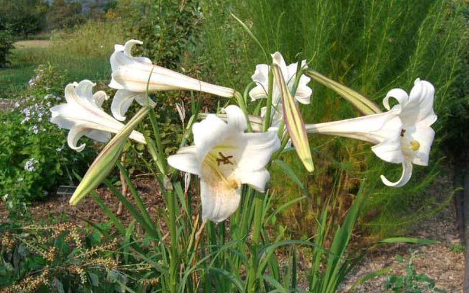 百合花(学名:Lilium)是百合科百合属多年生草本球根植物哔哩哔哩bilibili