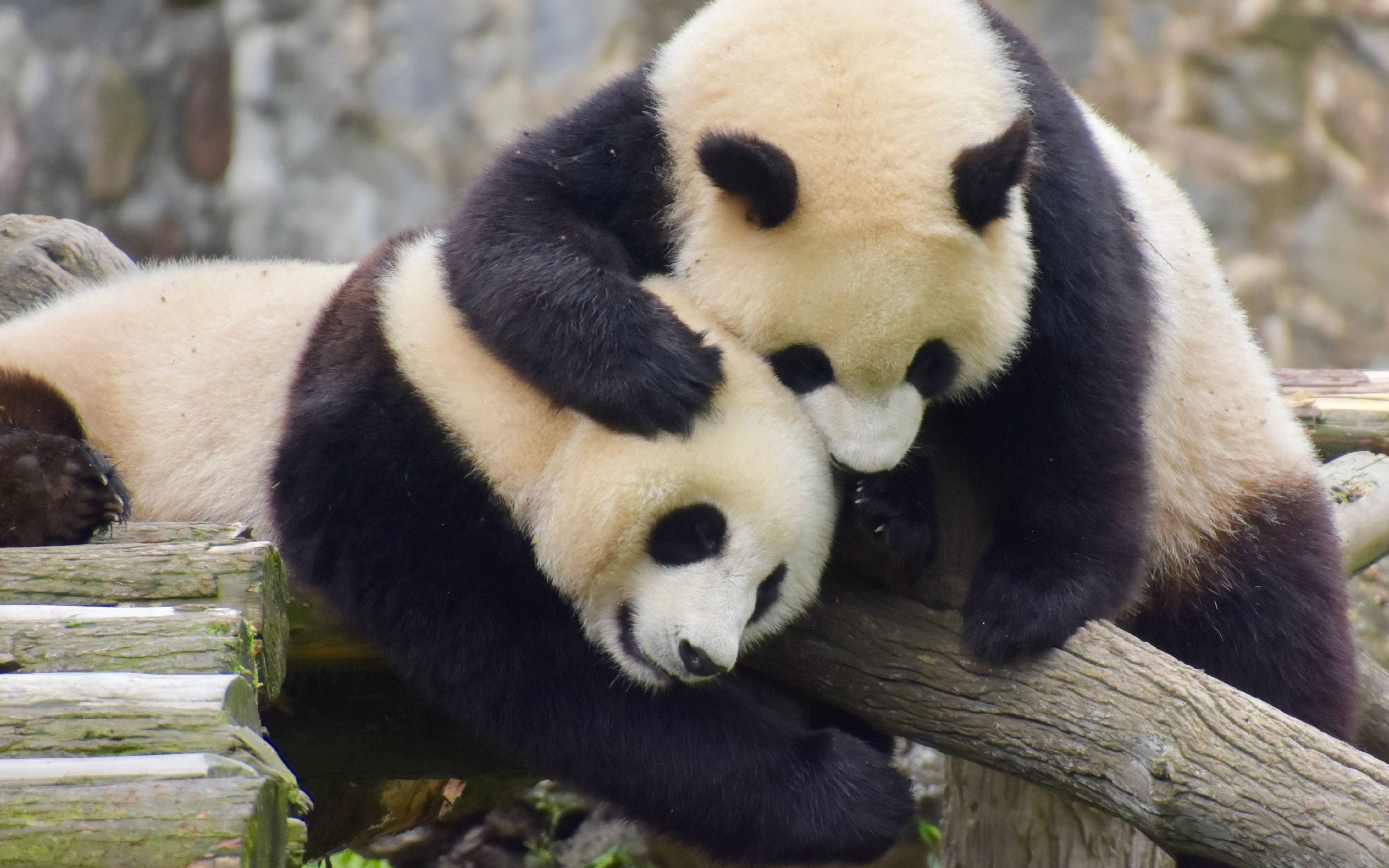 20180525_《大熊猫梅兰肉肉奇一毛桃星辉星繁》狭路相逢勇者胜_哔哩