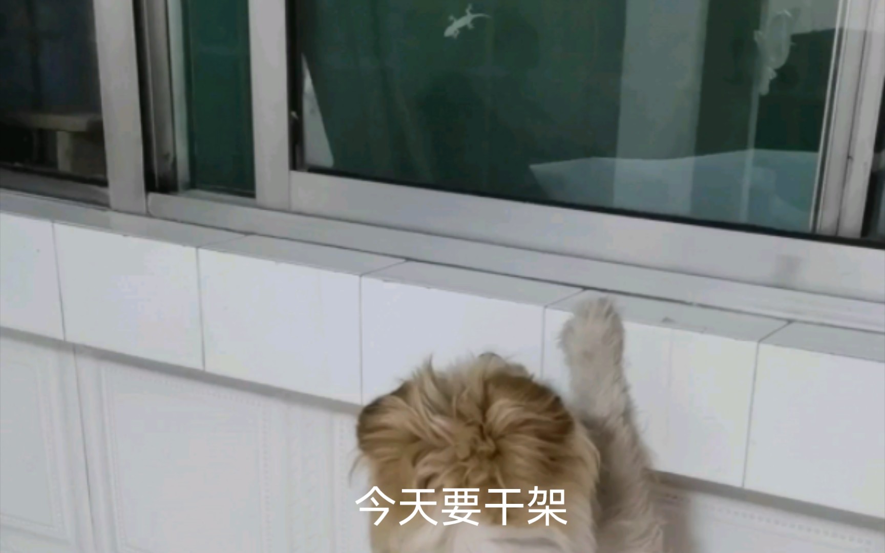 小狗和壁虎隔空干架