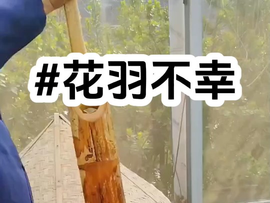 [图]花羽不幸【厚序☞老福特☞LOFTER】