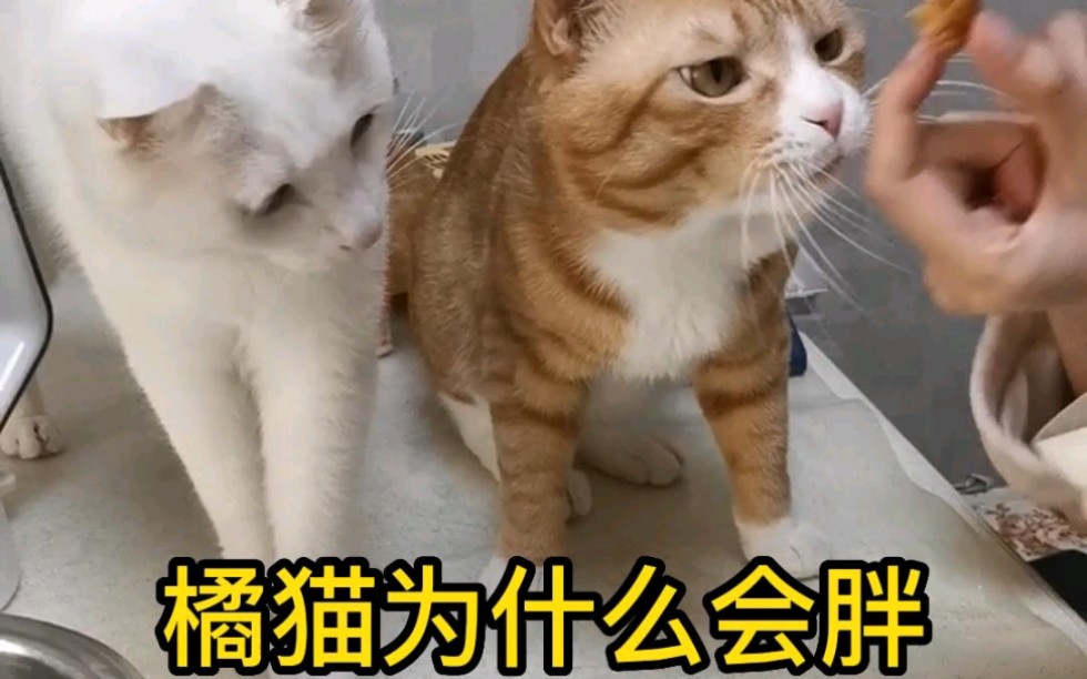 一个视频告诉你橘猫为什么会胖哔哩哔哩bilibili