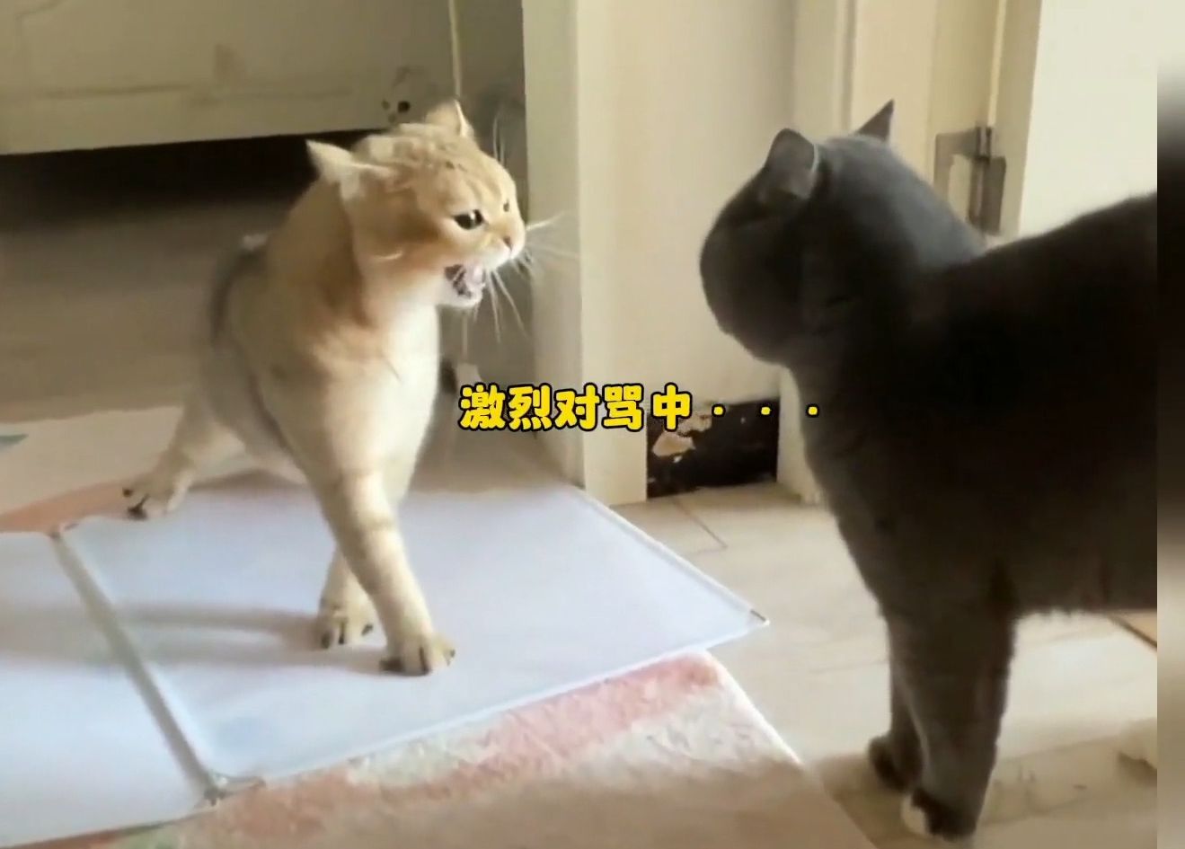 笨蛋小猫的搞笑日常,家有傻猫欢乐多,真是笑死我了#搞笑 #笨蛋小猫