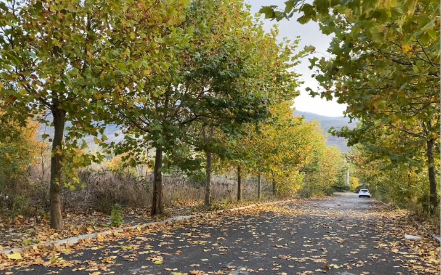 深秋的大连黄泥川天地软件园