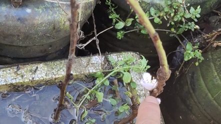 [图]我的水培腊梅扦插后开花了，只是干死了几棵