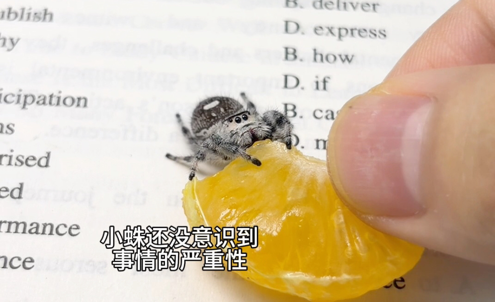 如果给小跳蛛喂酸桔子果肉..