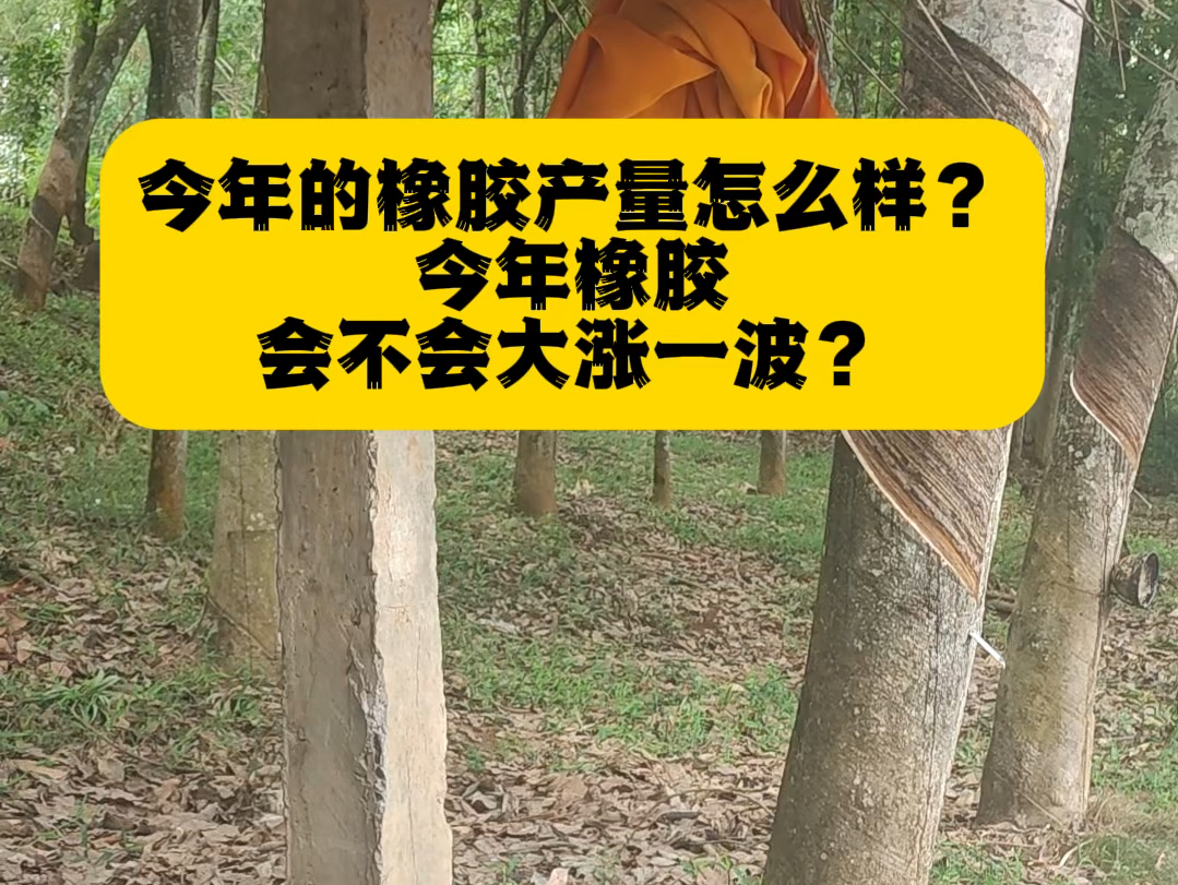 今年橡胶产量怎么样?今年橡胶会不会大涨一波?哔哩哔哩bilibili