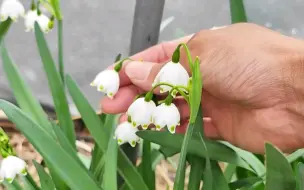 下载视频: 雪滴花也叫雪片莲，花朵像铃兰一样可爱，春天别的花卉刚发芽他就开花了