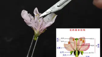 花的基本结构（花的结构）