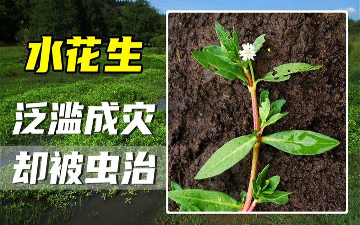 水花生在我国泛滥,光1个省损失2亿元,却被一只虫给治了