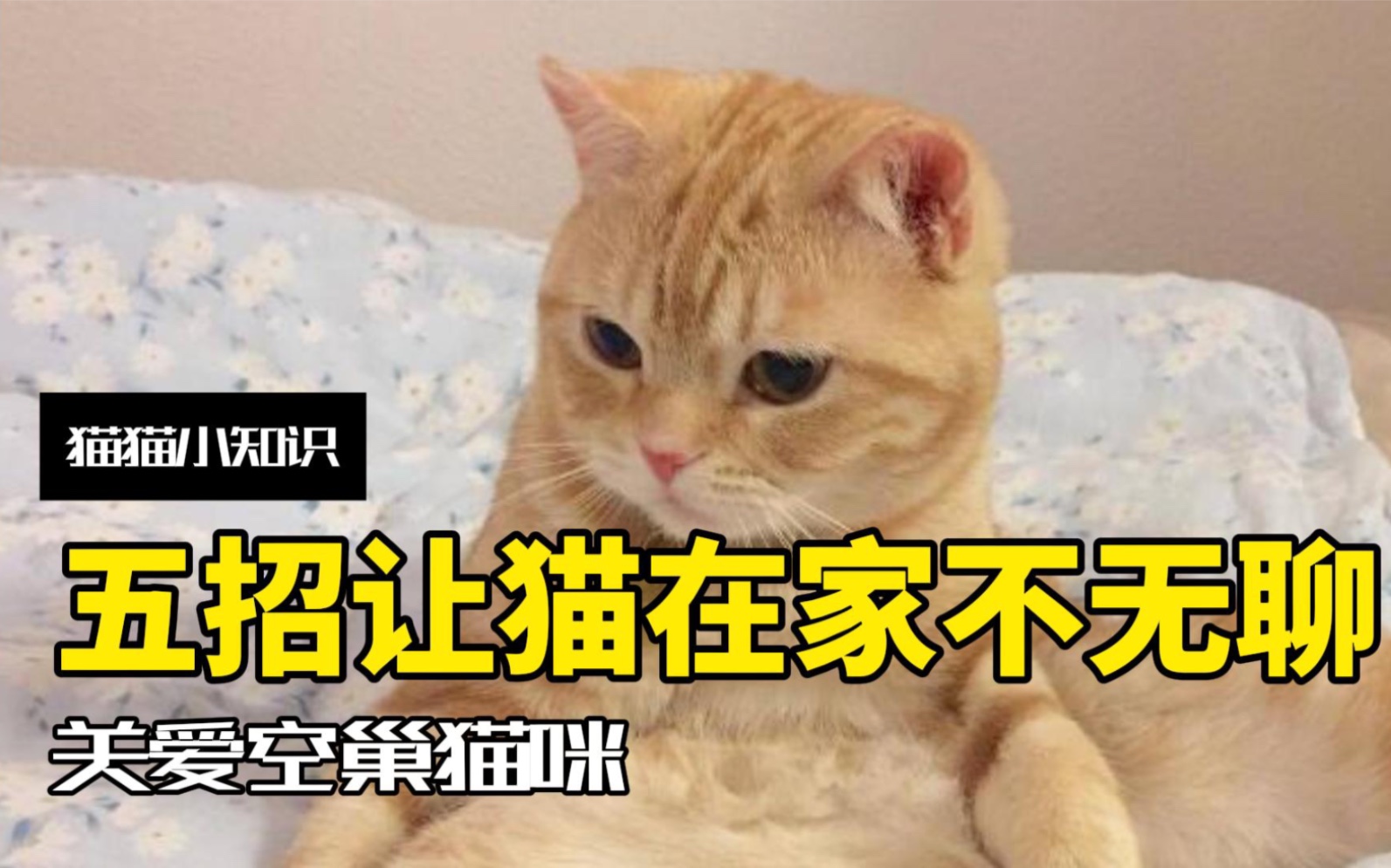 猫咪独自在家会无聊吗?教你五招关爱空巢猫咪哔哩哔哩bilibili