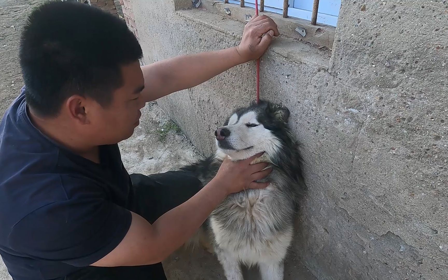 关于恩佐八戒二楞咬鸡事件，我的策略是逐个击破，内部瓦解-豫西小丁-豫西小丁-哔哩哔哩视频