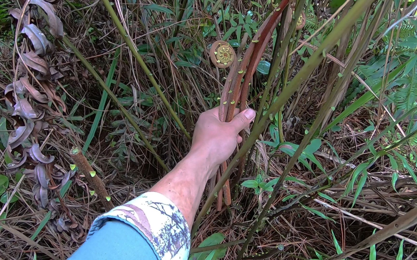 [图]这种蕨菜，多数人不敢吃，都以为有毒，只能说你走宝了