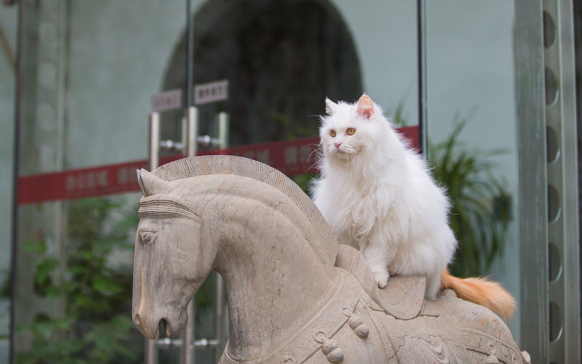 【观复猫】观复奇喵说文物---黄枪枪说玫瑰椅