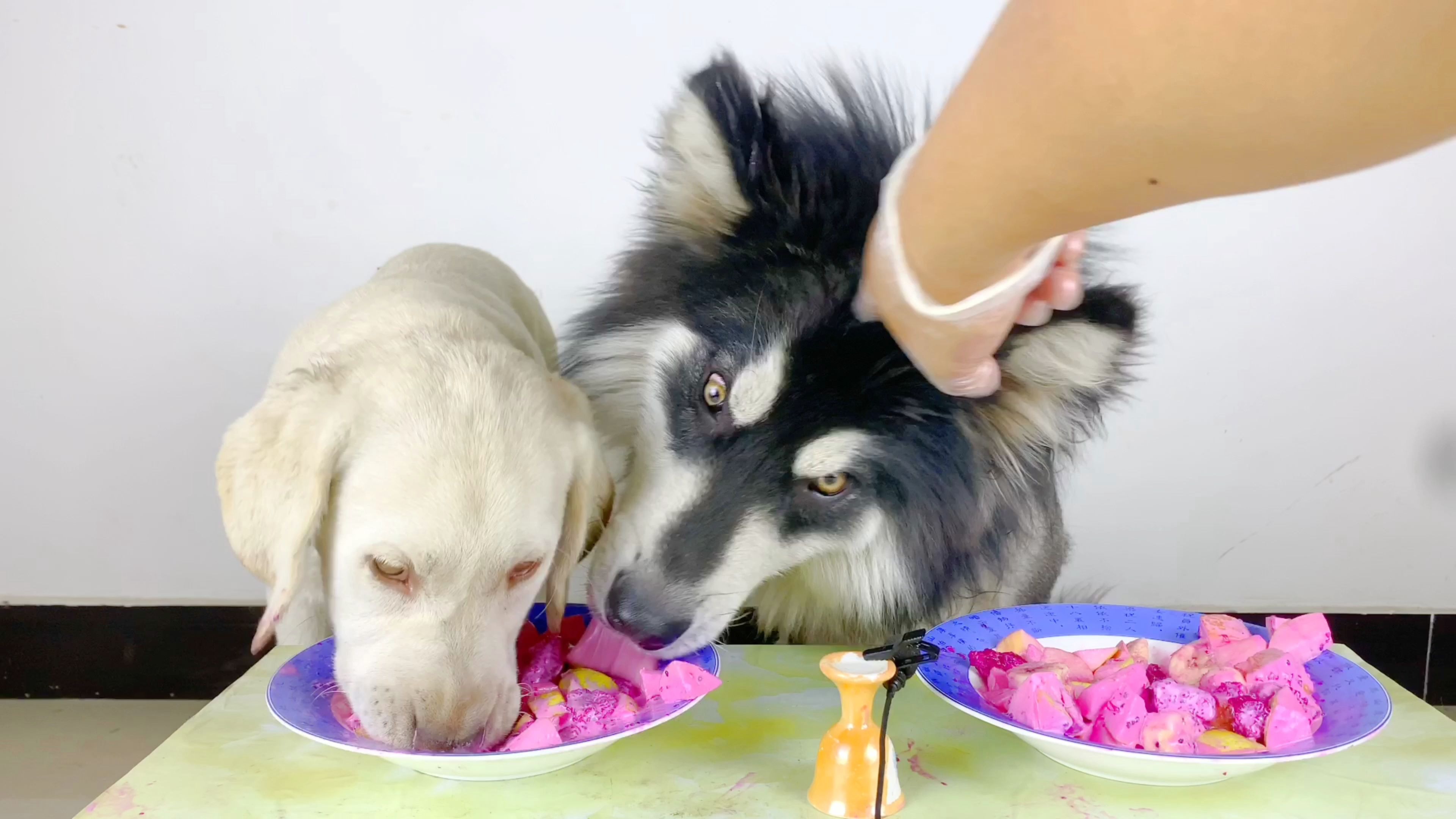 宠物吃播 大壮和朵拉的水果沙拉