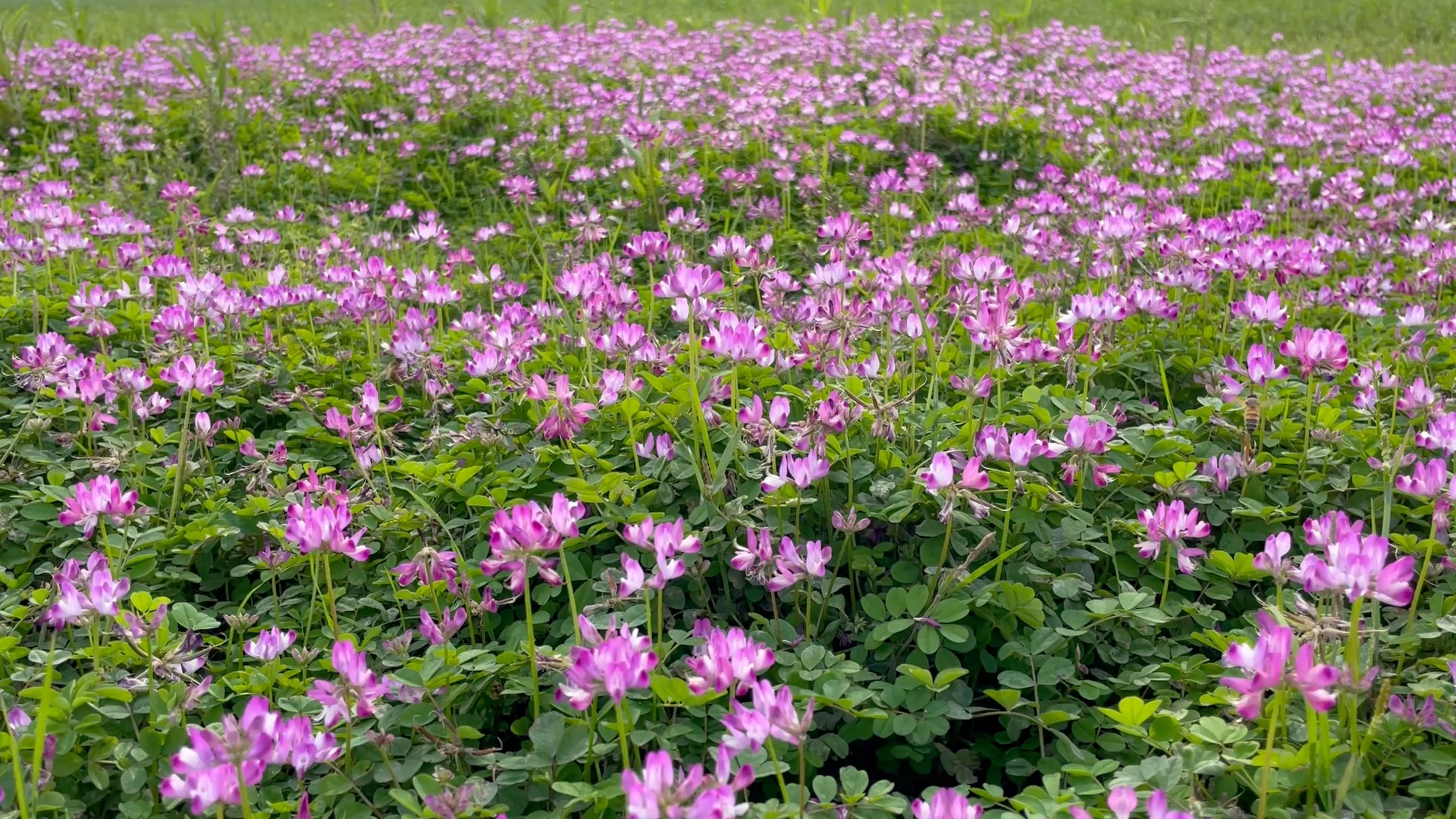 河边的紫云英花海