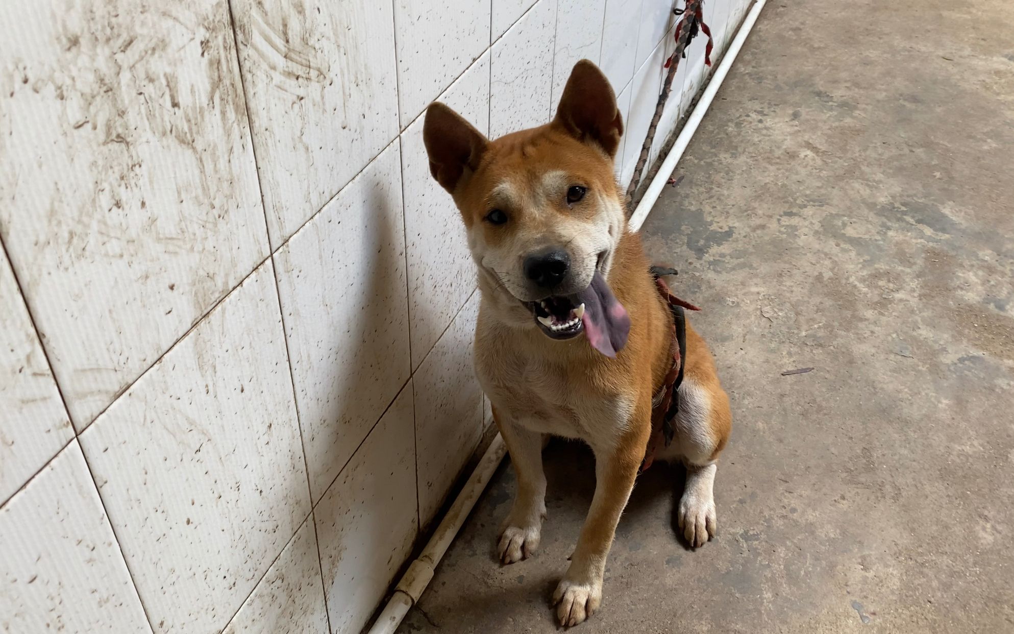 今天来朋友家里,看他养的两条极品土猎犬,老母狗的女儿体型真大