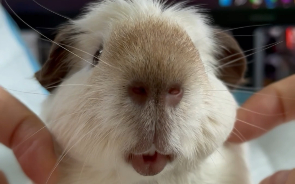 【荷兰猪】今天给巨蛋少年小灰灰做个马杀鸡(嘴唇之厚——封面放不下)