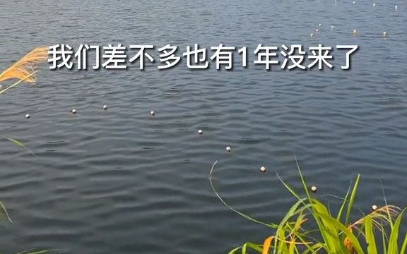 衡阳水库下赶网,一网万斤赴东莞哔哩哔哩bilibili