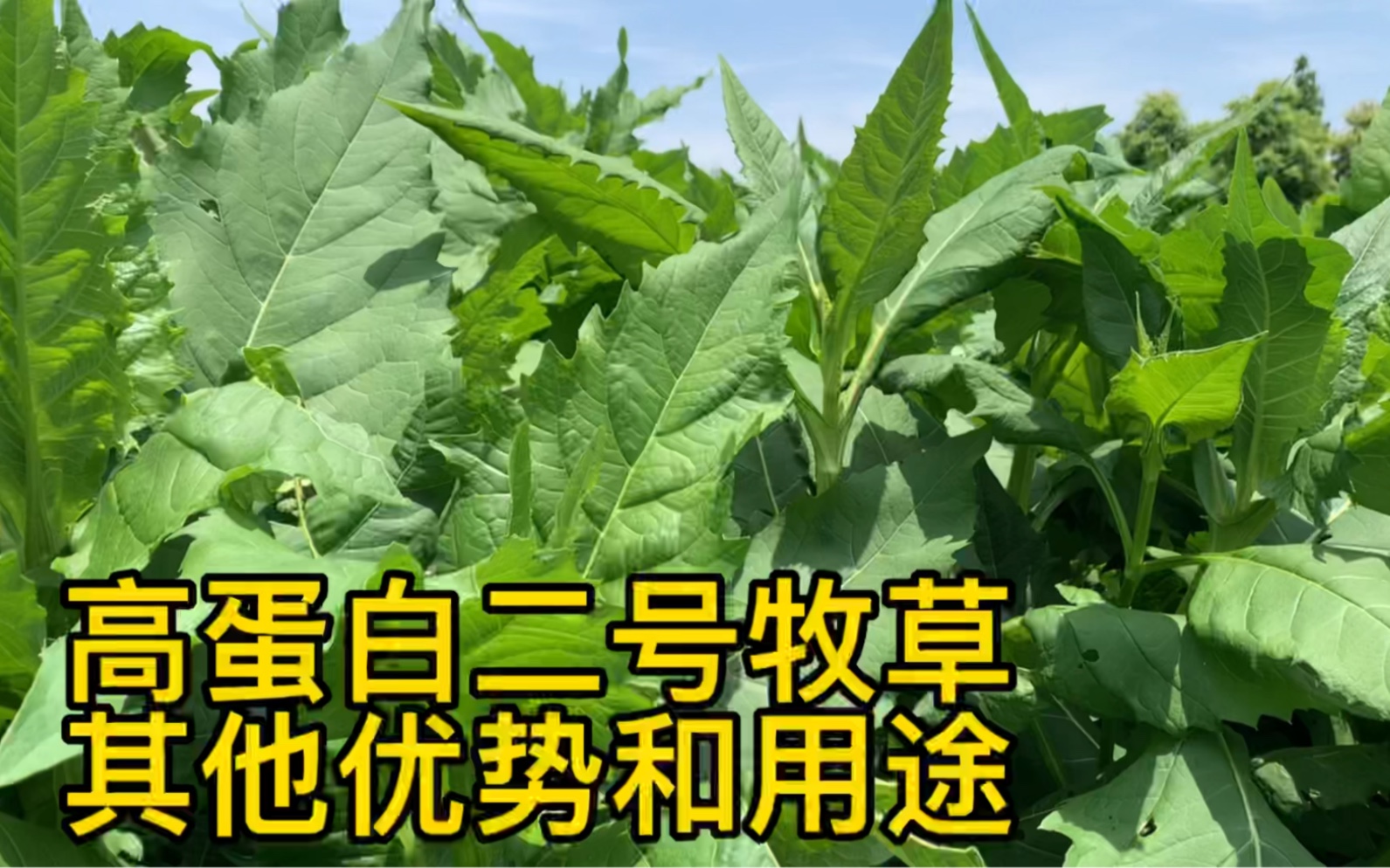 高蛋白的金牧粮草二号草,其他优势和用途有哪些