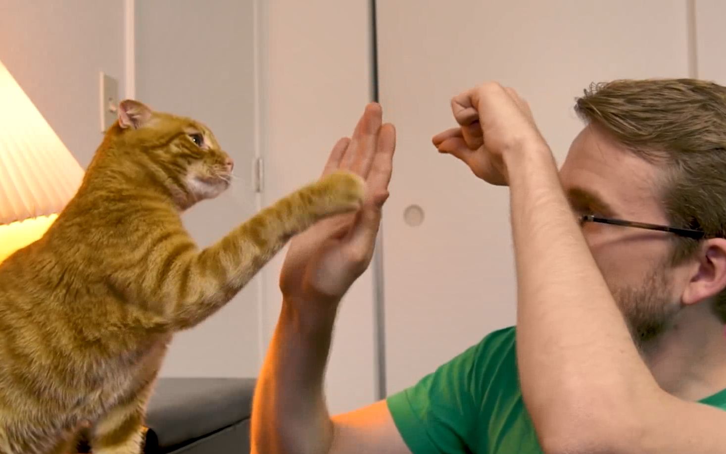 【科普向】我教会了猫咪击掌!