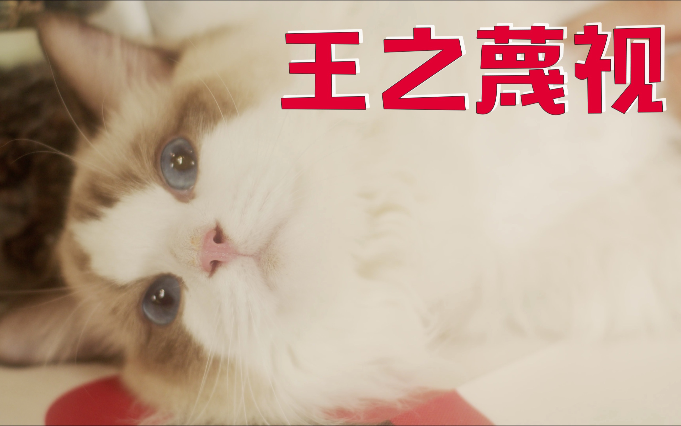 人 变 成 猫哔哩哔哩bilibili