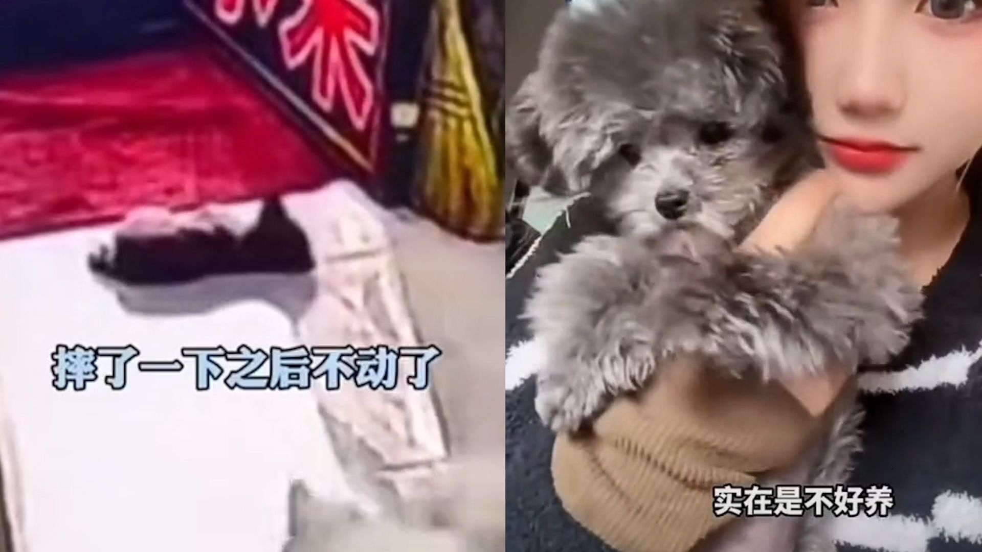 两只小狗追逐打闹,8个月茶杯犬摔倒后直接去世,女主人心疼追忆