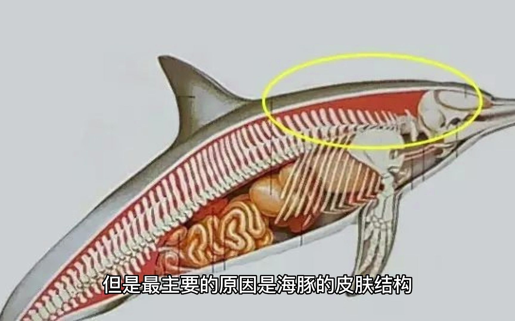 为什么海豚游得快?