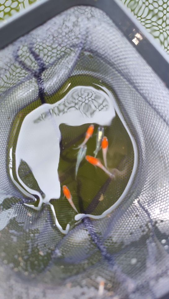 观背青鳉—小町红白