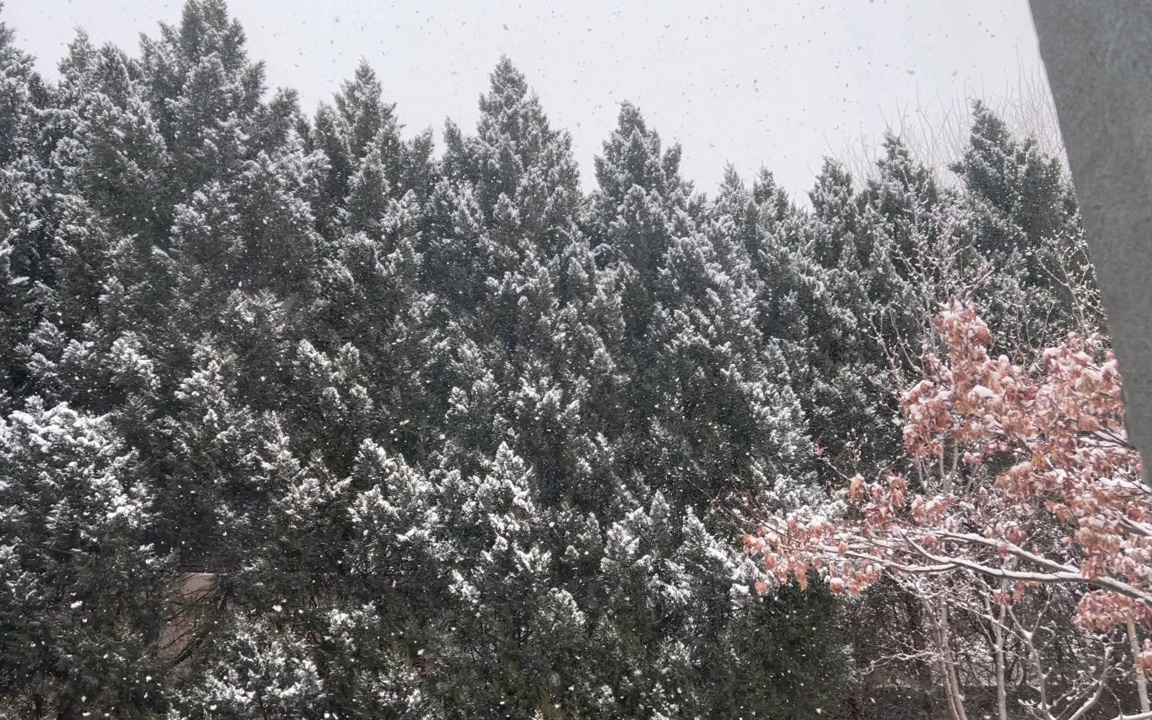 [图]四季慢生活｜春雪在林中跳舞