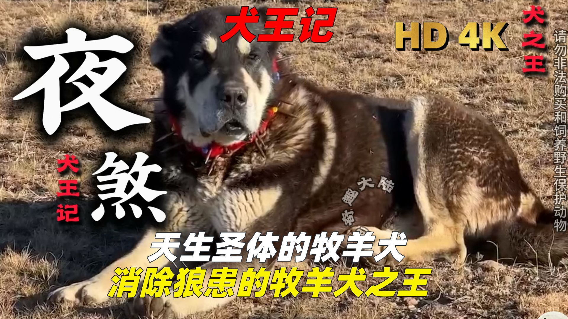 【犬王记】第七集,天生圣体的牧羊犬,消除狼患的牧羊犬之王哔哩哔哩bilibili