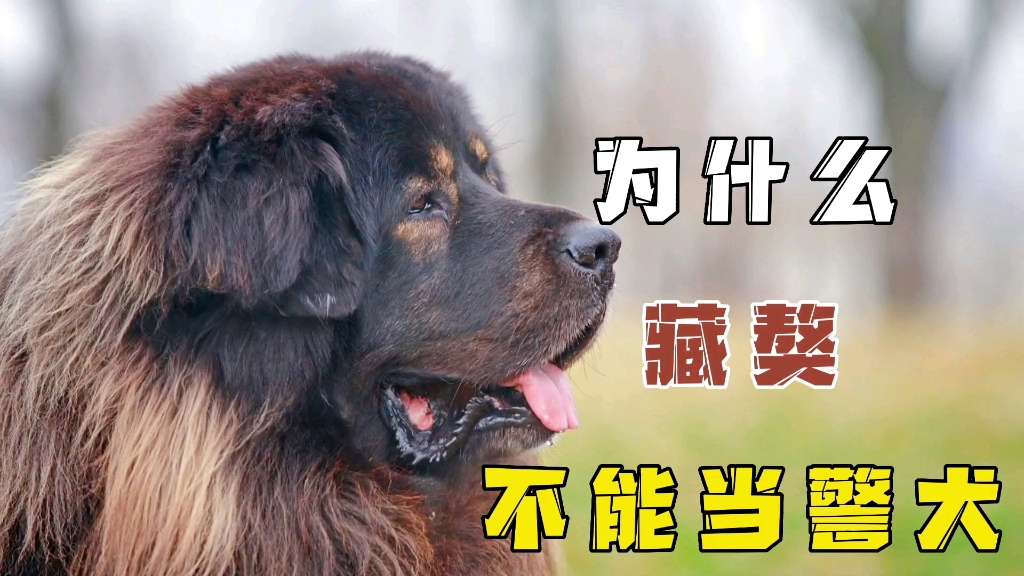 为什么藏獒不能当警犬,看完你就知道了!哔哩哔哩bilibili