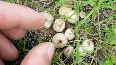 银翘马勃散的功效(银翘马勃散,缓解感冒症状,提高免疫力)