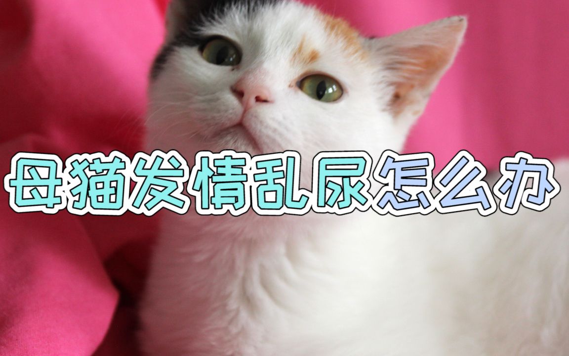 母猫发情乱尿怎么办哔哩哔哩bilibili