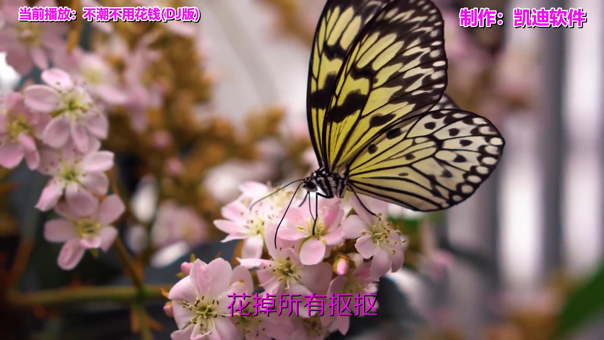 [图]《不潮不用花钱(DJ版)》欣赏，什么音乐软件mv可以投屏到电视