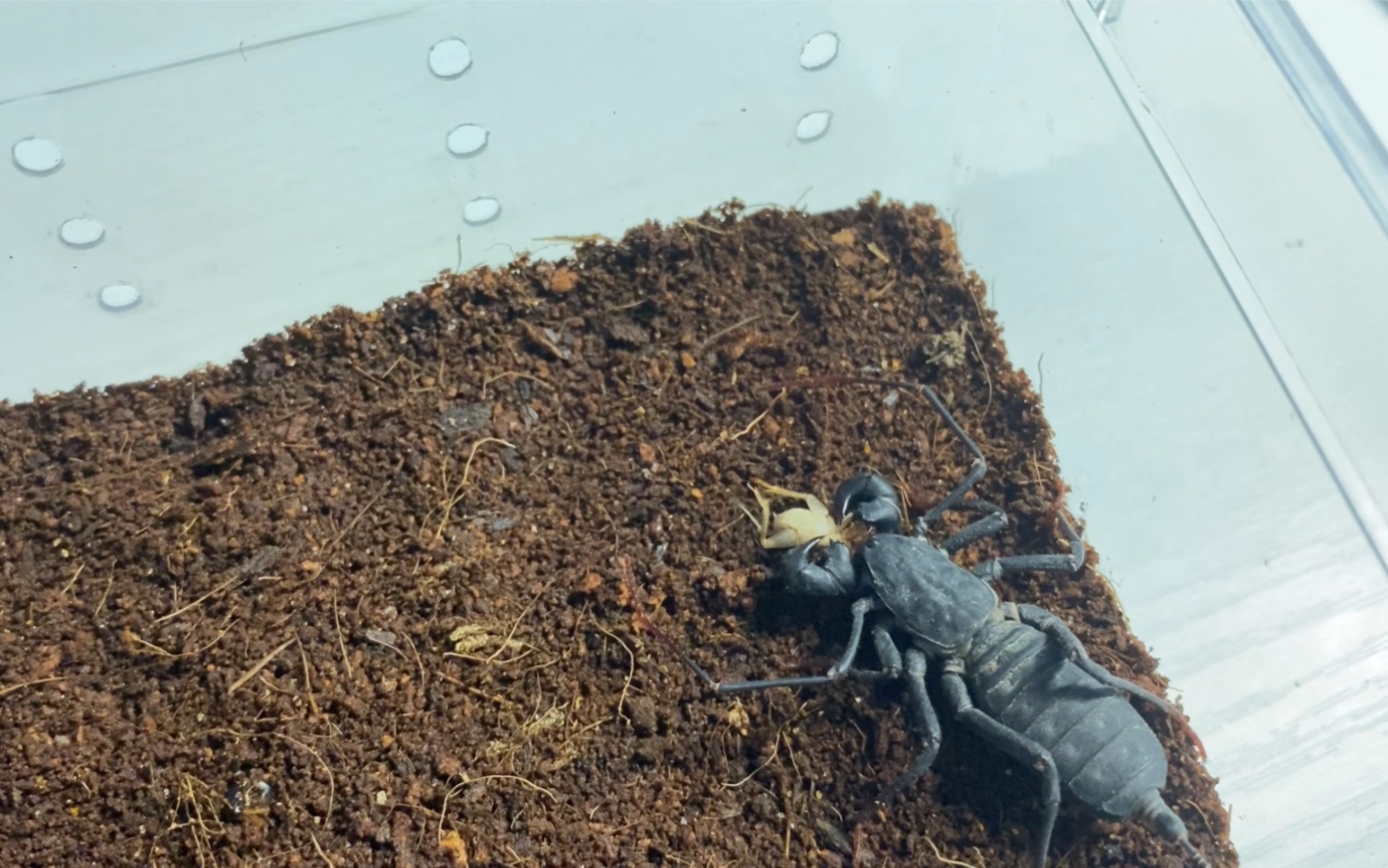 [斯氏盾鞭蝎]喂白内障看不清的老太太吃饭饭