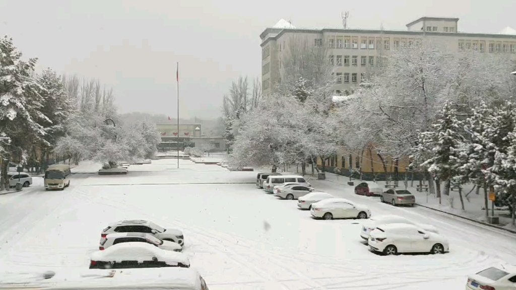 [图]冷起来了 雪花飞扬