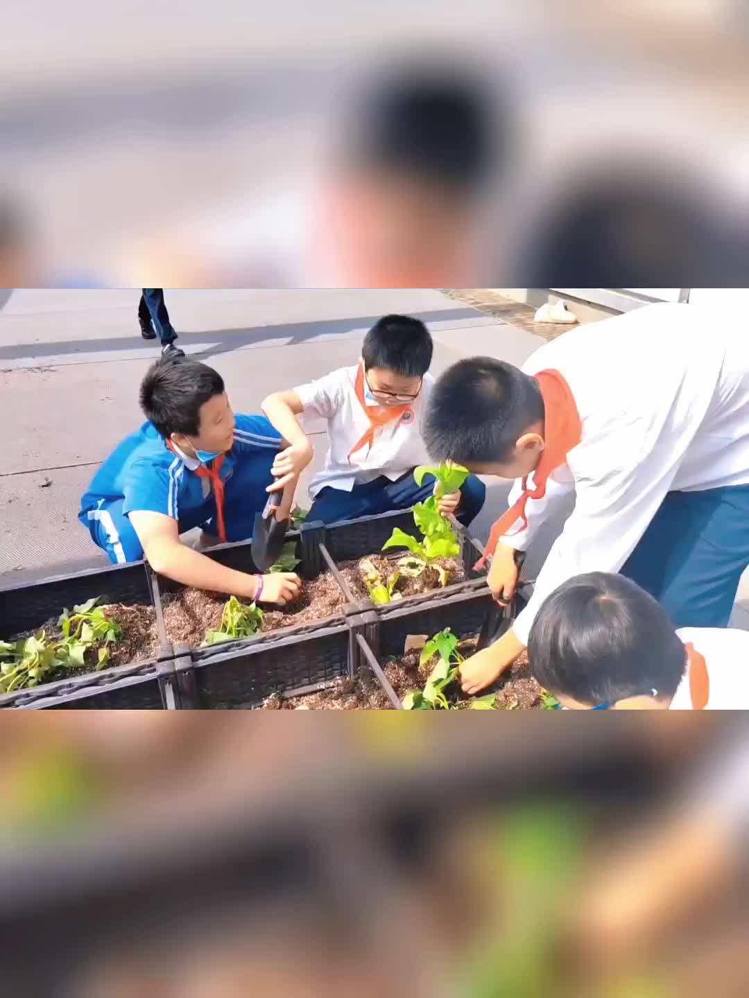 广东深圳校园农场研学基地推荐,欢迎你来参观了解怎么样;带你看看校园农场,企业共享菜园哔哩哔哩bilibili