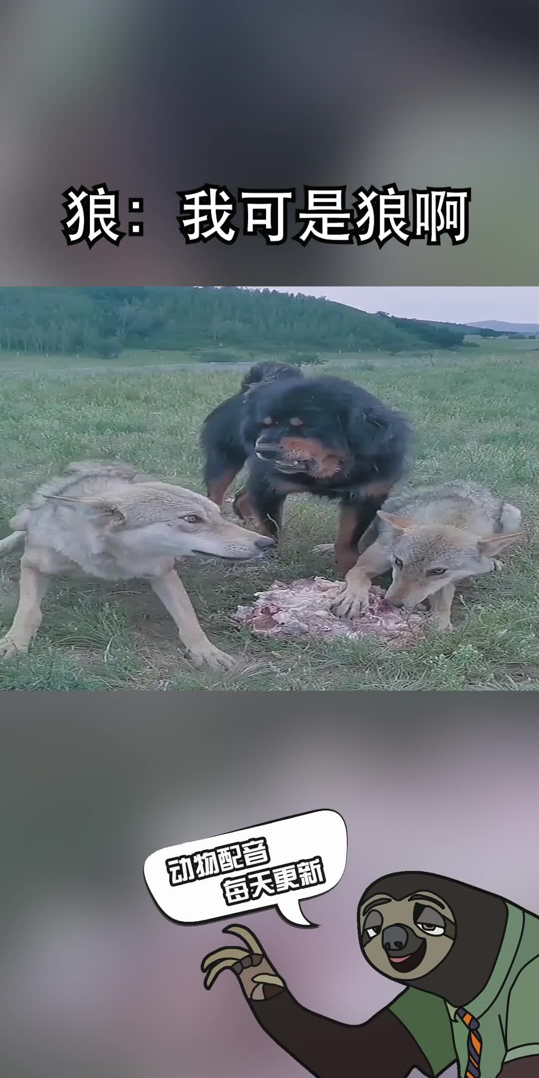 野生藏獒杀狼图片