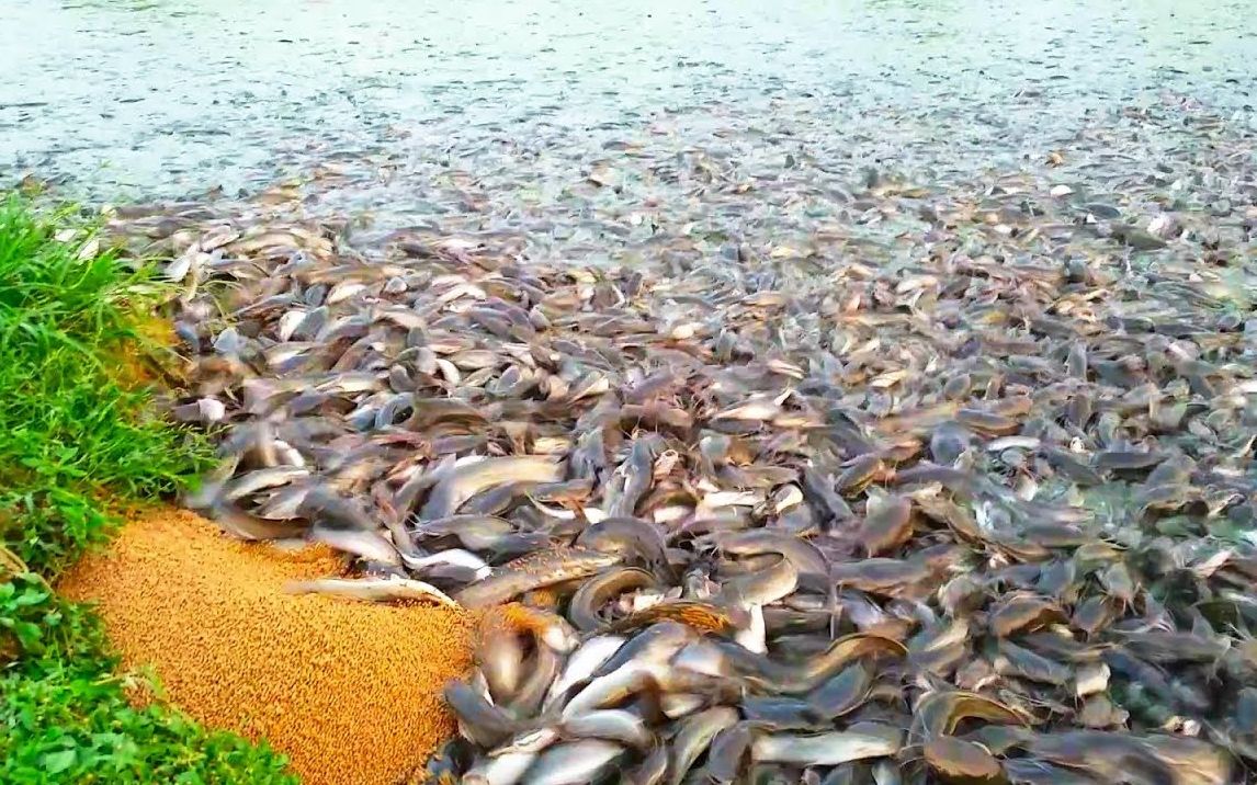 印度杂交马驹养鱼业——鲶鱼的盛宴!