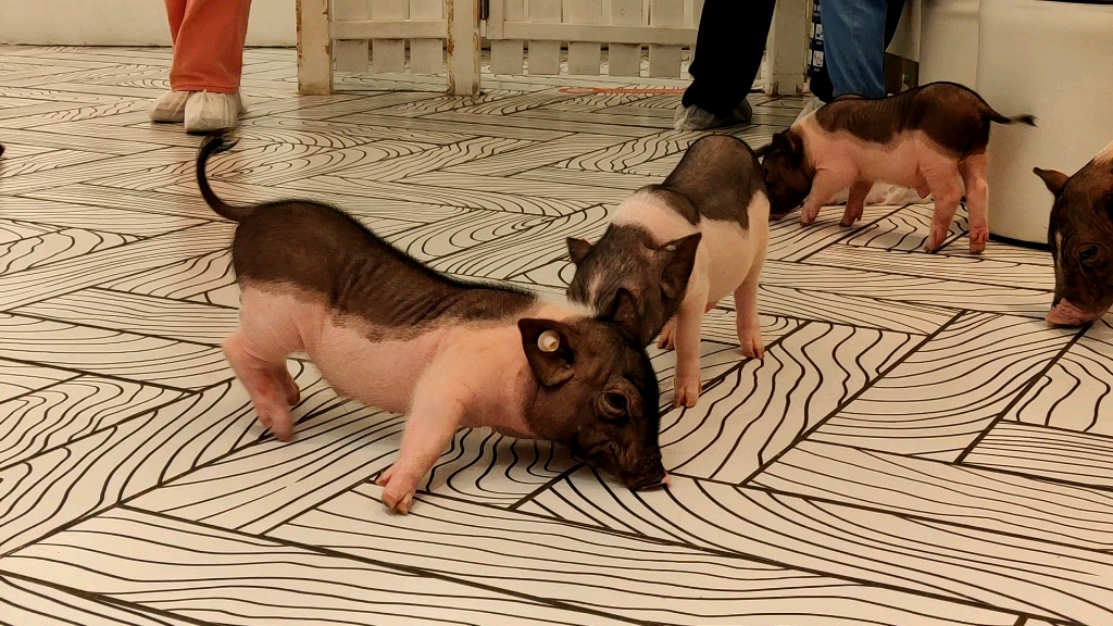 拱猪_哔哩哔哩_bilibili