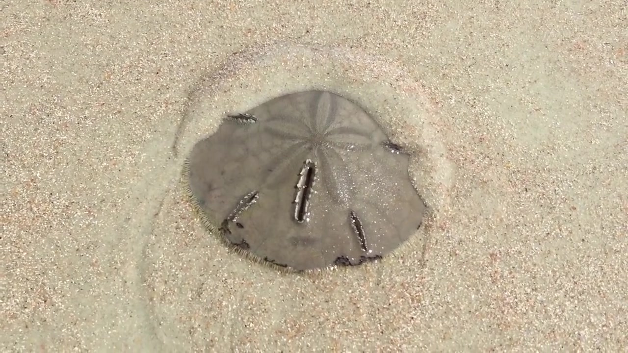 [图]沙币海胆潜沙中.....