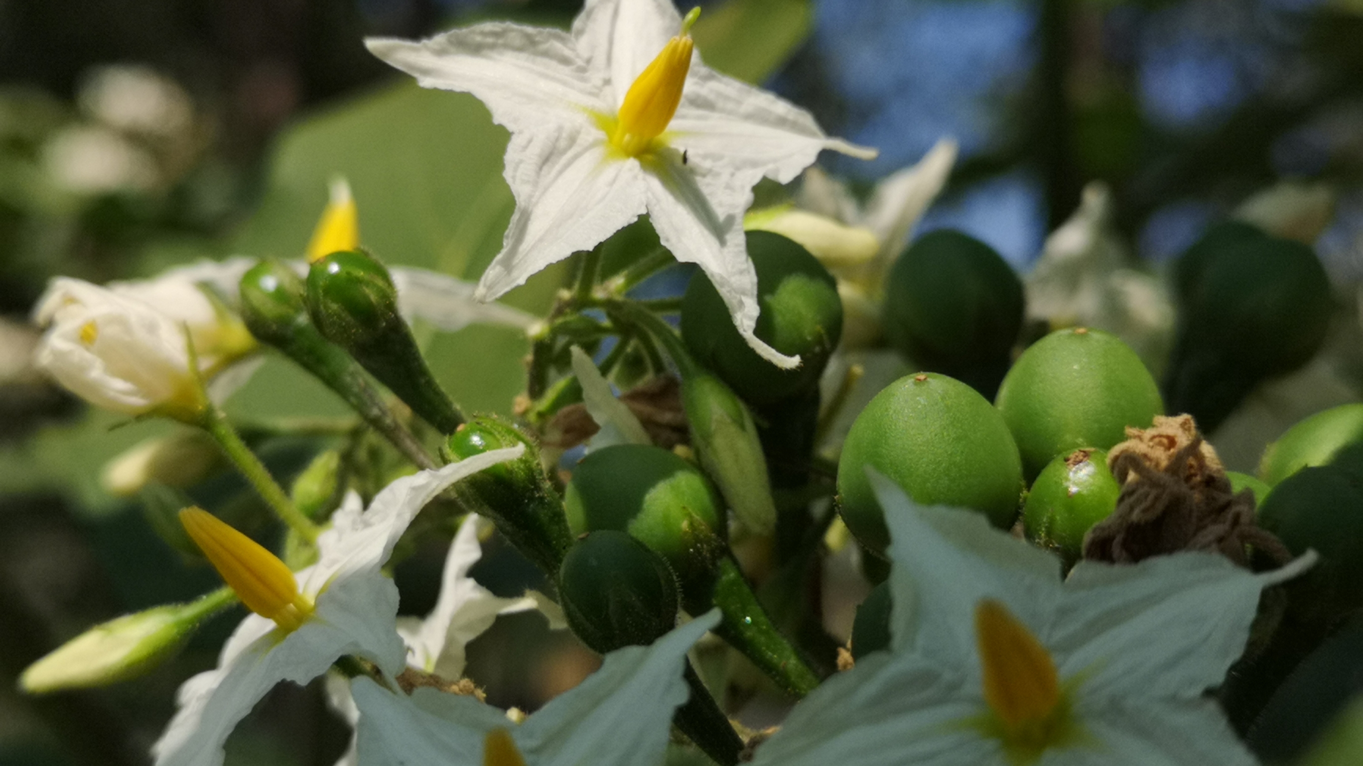 9.18 谁能认识这种开白花的茄子 像一棵大树一样