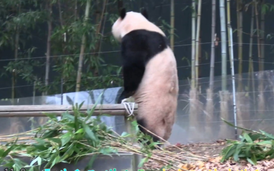 231109 福宝越狱第二天,她看着观赏组竹蠢蠢欲动