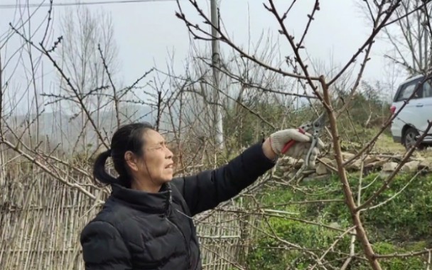 [图]培育三年的桃树眼看要挂果，错过最佳桃枝修剪时间，小伙说出原因