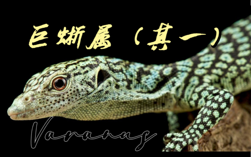 【圖鑑】巨蜥屬varanus(其一)