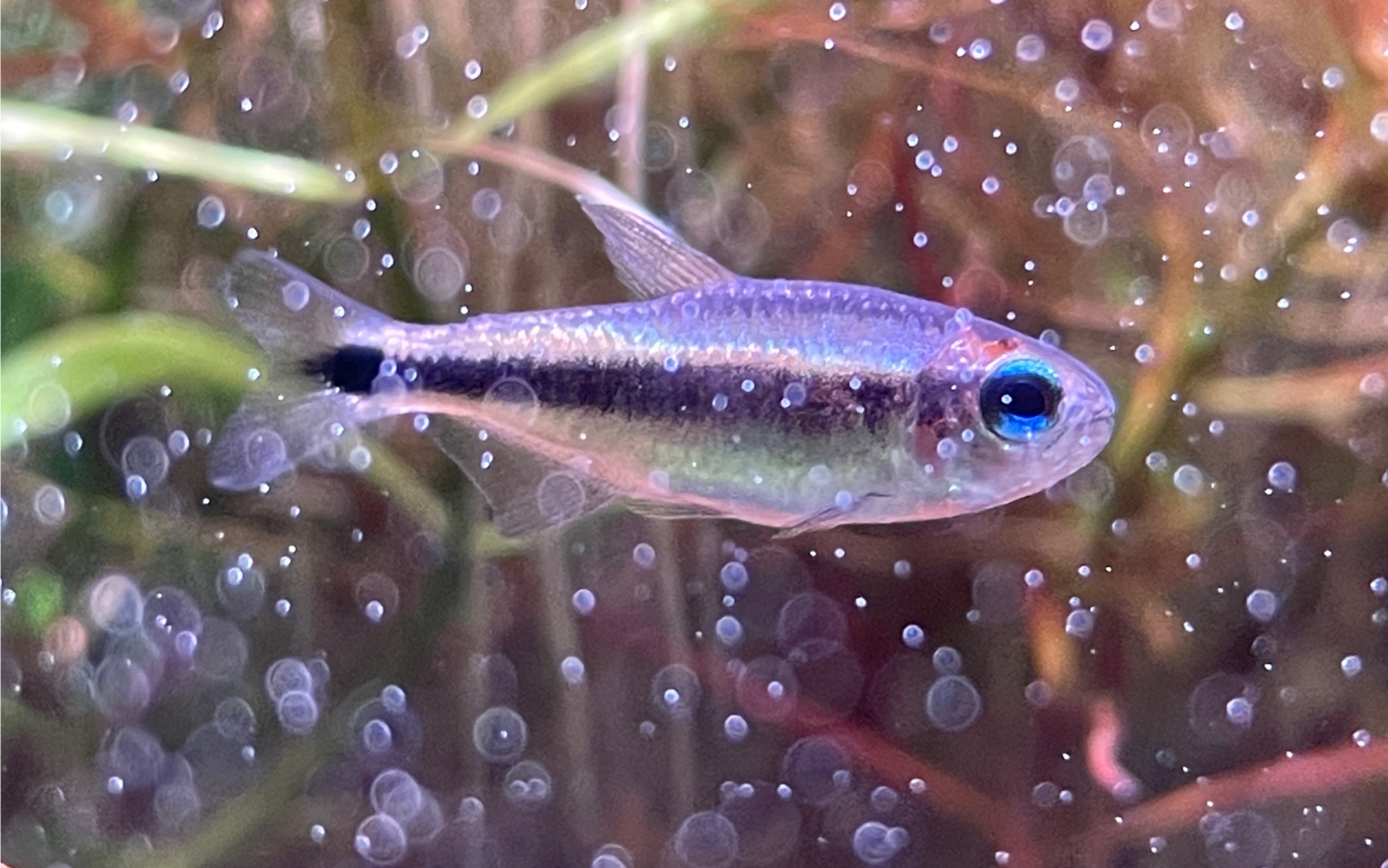 活动作品幻彩蓝魔