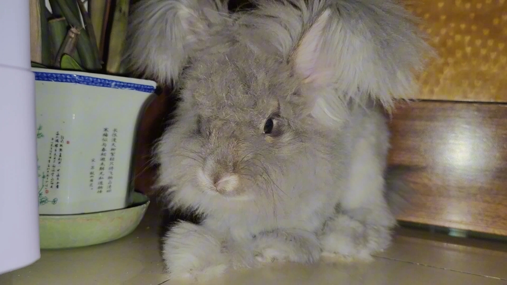 结果是我没放它出来#兔子 #安哥拉兔 #萌宠出道计划