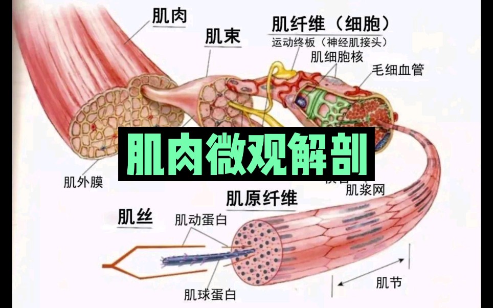 【肌肉微观解剖】肌膜+肌束+肌纤维+肌浆+肌原纤维+肌丝滑行哔哩哔哩bilibili